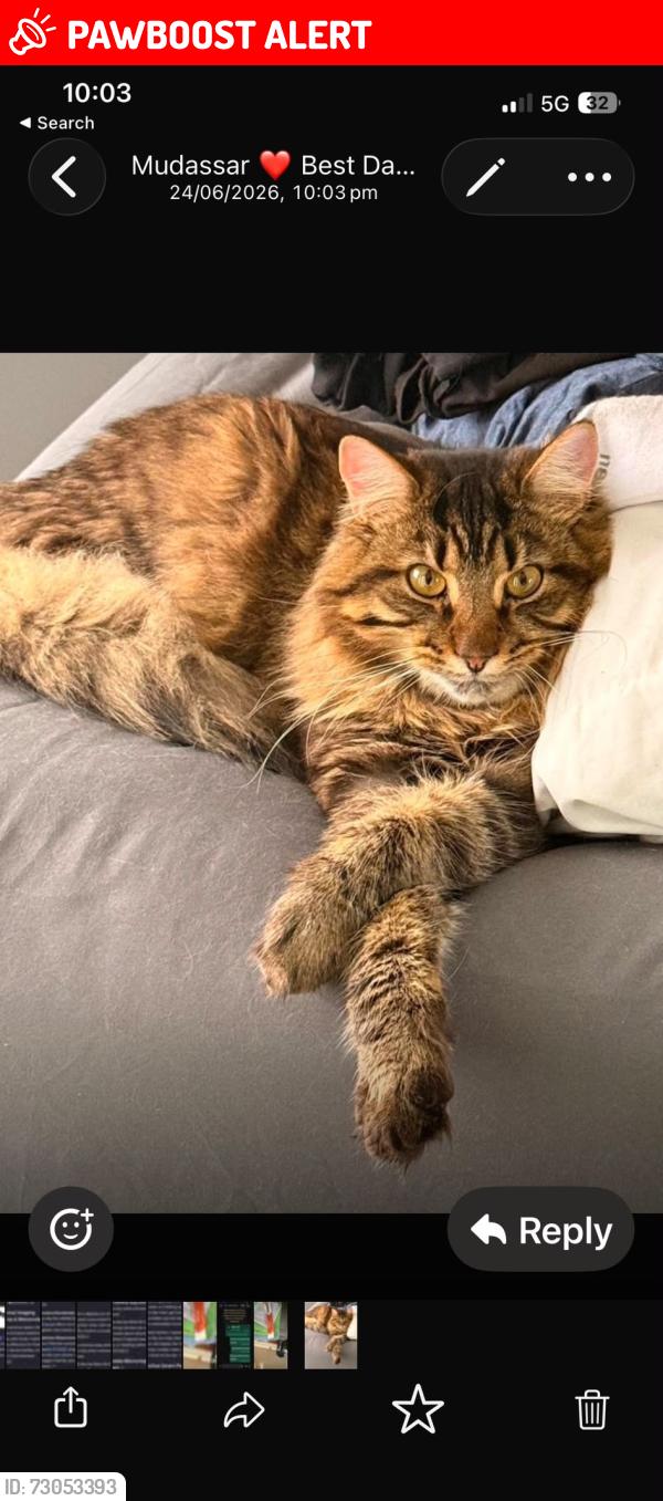 Lost Male Cat last seen  calverton road Luton LU3 2SY, Luton, England LU3 2SY