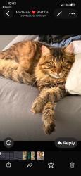 Lost Male Cat last seen  calverton road Luton LU3 2SY, Luton, England LU3 2SY