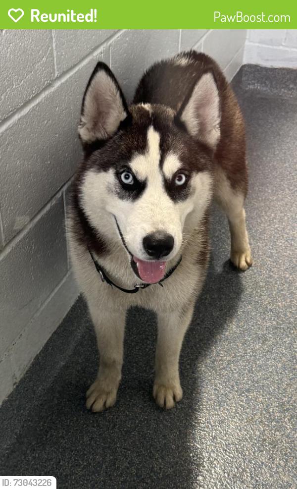 Reunited Female Dog last seen Lake Avenue Clifton, Clifton, NJ 07011