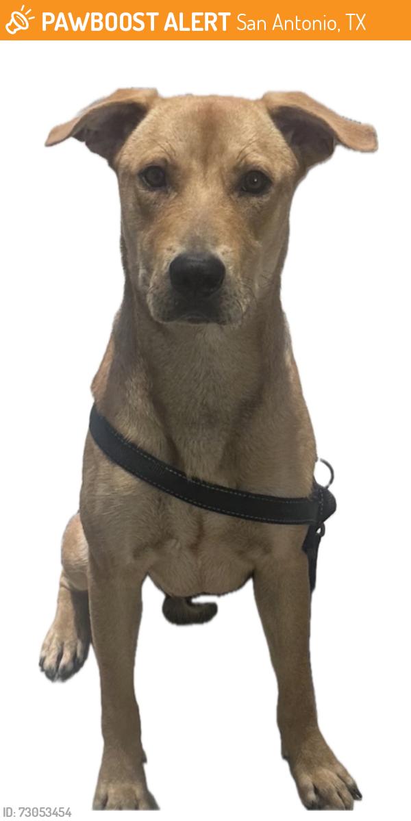 Found/Stray Male Dog last seen Huebner and Eckhert, San Antonio, TX 78240