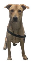 Found/Stray Male Dog last seen Huebner and Eckhert, San Antonio, TX 78240
