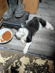 Lost Male Cat last seen Near Grandview avenue East Tacoma Washington 98 404, Tacoma, WA 98404