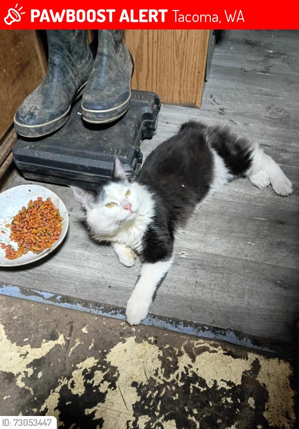 Lost Male Cat last seen Near Grandview avenue East Tacoma Washington 98 404, Tacoma, WA 98404