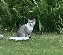Found/Stray Unknown Cat last seen Slagle Rd, Maltbe Ct, Washington Township, OH 45458
