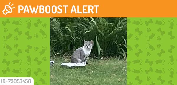 Found/Stray Unknown Cat last seen Slagle Rd, Maltbe Ct, Washington Township, OH 45458