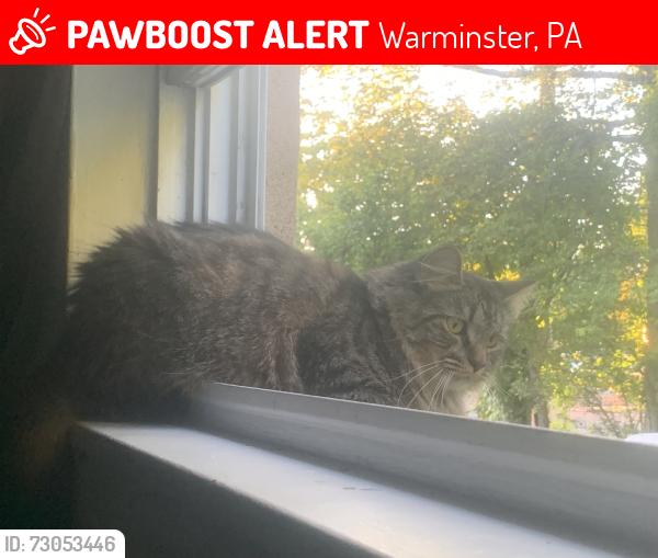 Lost Female Cat last seen Madison and lemon, Warminster, PA 18974