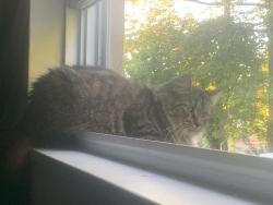 Lost Female Cat last seen Madison and lemon, Warminster, PA 18974