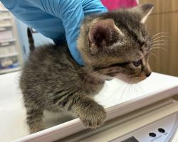 Shelter Stray Female Cat last seen N Campbell & N Ainsworth, PORTLAND, OR, 97217, 1700 W Historic Columbia River Hwy, Troutdale, OR 97060, USA