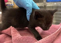 Shelter Stray Male Cat last seen N Campbell & N Ainsworth, PORTLAND, OR, 97217, 1700 W Historic Columbia River Hwy, Troutdale, OR 97060, USA