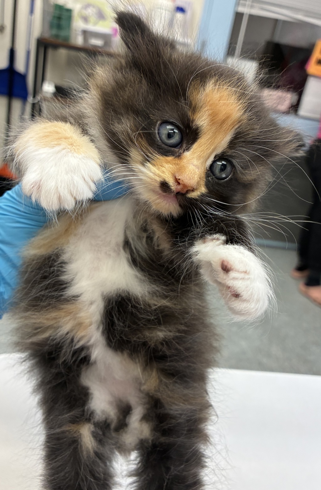 Shelter Stray Female Cat last seen N Campbell & N Ainsworth, PORTLAND, OR, 97217, 1700 W Historic Columbia River Hwy, Troutdale, OR 97060, USA