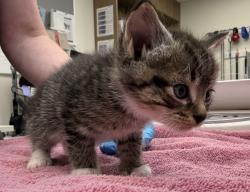 Shelter Stray Male Cat last seen N Campbell & N Ainsworth, PORTLAND, OR, 97217, 1700 W Historic Columbia River Hwy, Troutdale, OR 97060, USA