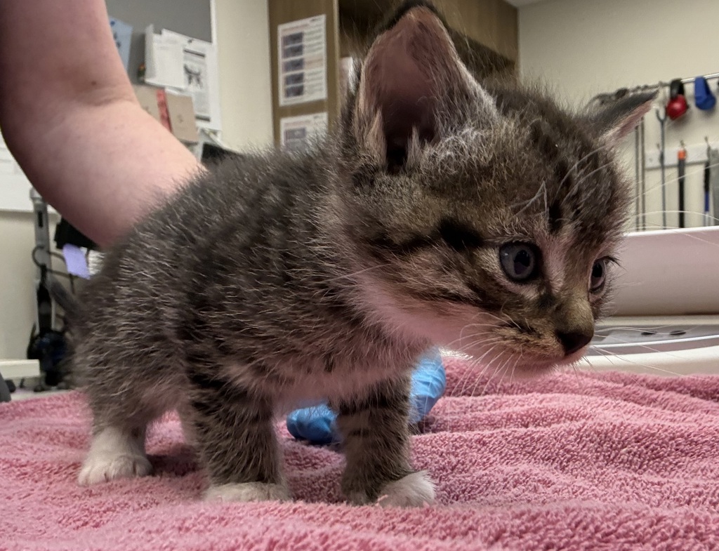 Shelter Stray Male Cat last seen N Campbell & N Ainsworth, PORTLAND, OR, 97217, 1700 W Historic Columbia River Hwy, Troutdale, OR 97060, USA