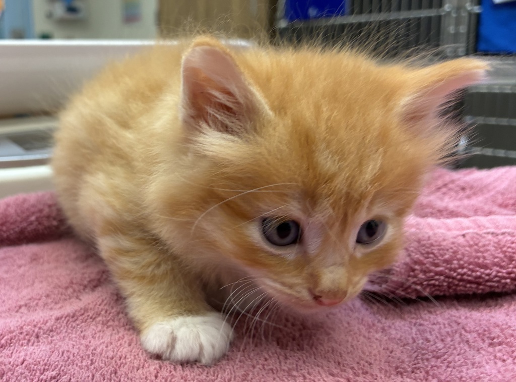 Shelter Stray Male Cat last seen N Campbell & N Ainsworth, PORTLAND, OR, 97217, 1700 W Historic Columbia River Hwy, Troutdale, OR 97060, USA