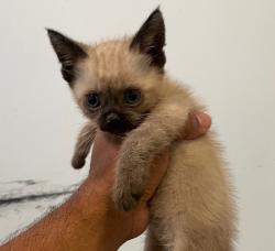 Shelter Stray Male Cat last seen San Diego, CA, 92154, 5500 Gaines St, San Diego, CA 92110, USA