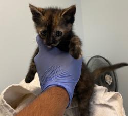 Shelter Stray Female Cat last seen San Diego, CA, 92154, 5500 Gaines St, San Diego, CA 92110, USA