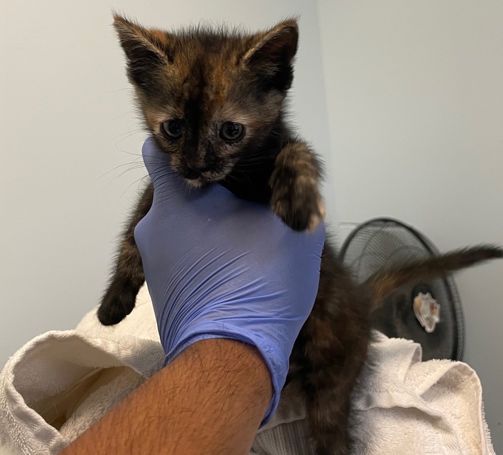 Shelter Stray Female Cat last seen San Diego, CA, 92154, 5500 Gaines St, San Diego, CA 92110, USA