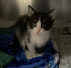 Shelter Stray Male Cat last seen San Diego, CA, 92154, 5500 Gaines St, San Diego, CA 92110, USA