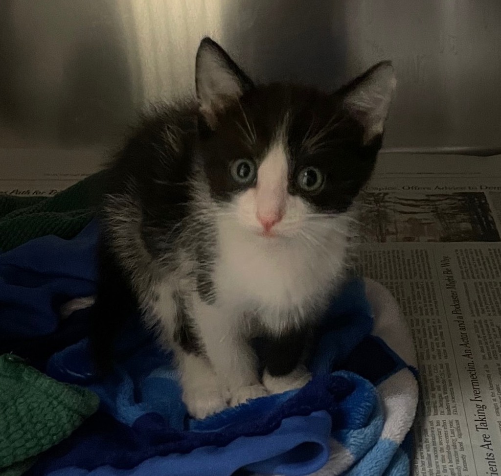 Shelter Stray Male Cat last seen San Diego, CA, 92154, 5500 Gaines St, San Diego, CA 92110, USA