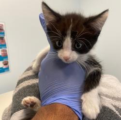 Shelter Stray Male Cat last seen San Diego, CA, 92154, 5500 Gaines St, San Diego, CA 92110, USA