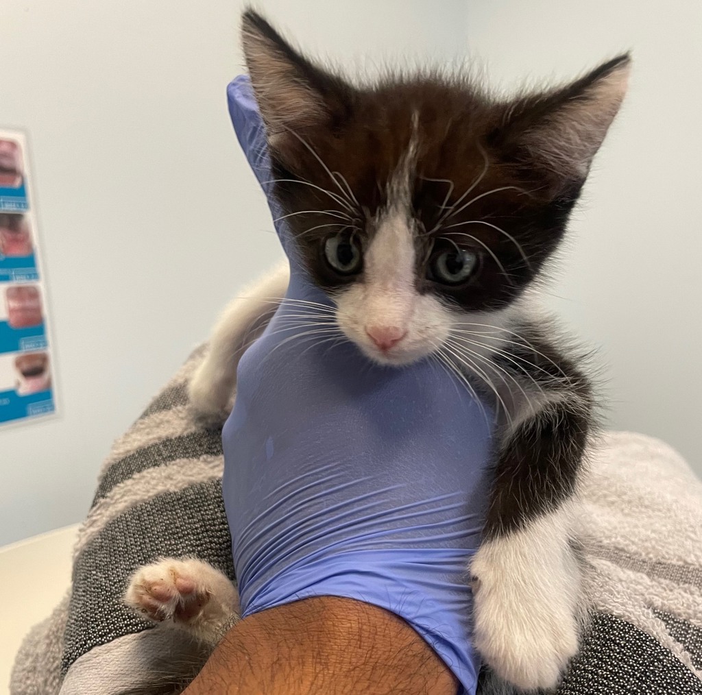 Shelter Stray Male Cat last seen San Diego, CA, 92154, 5500 Gaines St, San Diego, CA 92110, USA