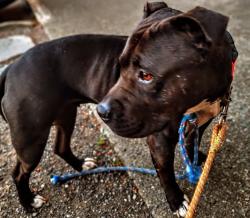 Lost Female Dog last seen 107th St SW and 110th st sw , Seattle, WA 98146