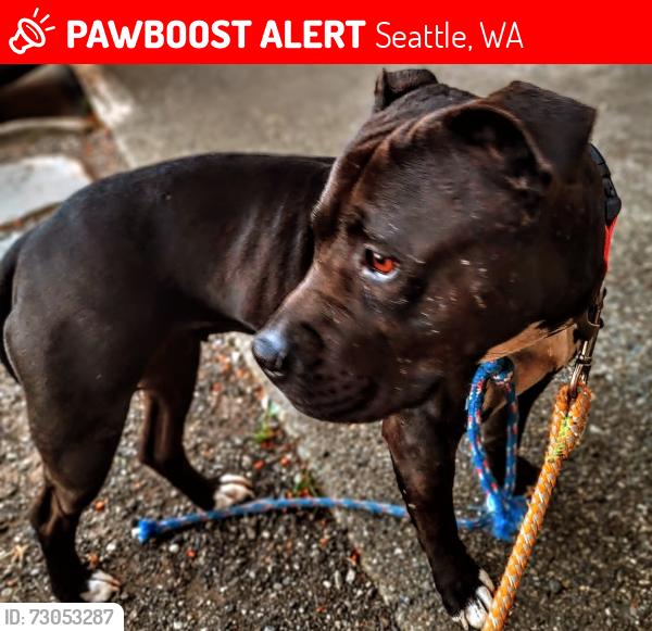 Lost Female Dog last seen 107th St SW and 110th st sw , Seattle, WA 98146