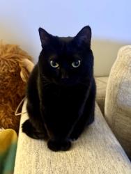 Reunited Female Cat last seen Near Holden St, Raleigh, NC 27604, USA, Raleigh, NC 27604