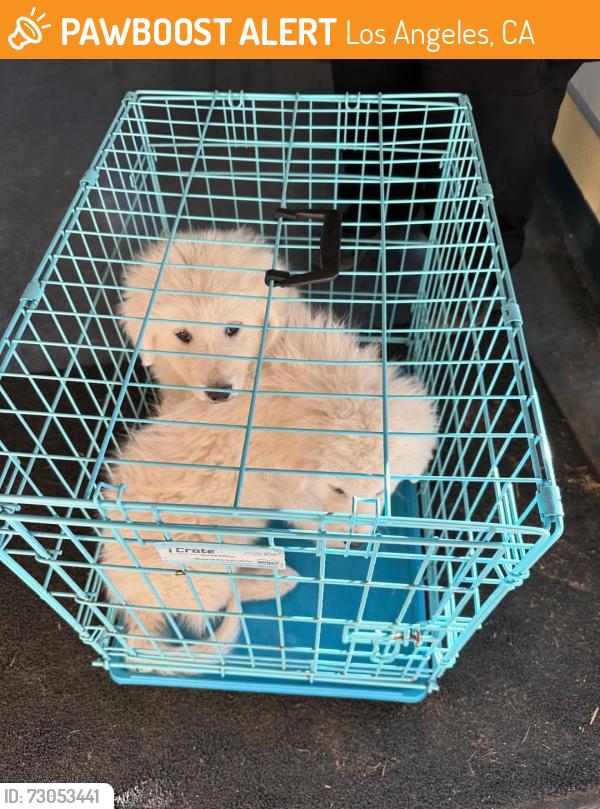 Found/Stray Female Dog last seen Los Angeles , Los Angeles, CA 90012