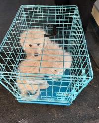Found/Stray Female Dog last seen Los Angeles , Los Angeles, CA 90012