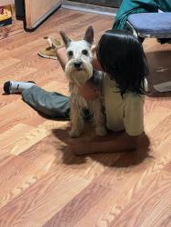 Lost Male Dog last seen Blossom , San Diego, CA 92114