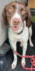 Reunited Female Dog last seen port st. lucie, Port St. Lucie, FL 34986
