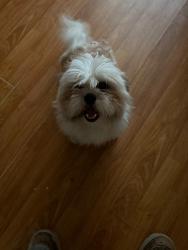 Reunited Male Dog last seen Kester, Los Angeles, CA 91411
