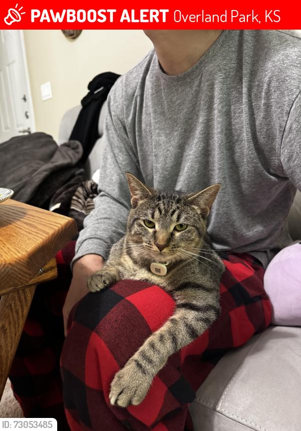 Lost Female Cat last seen Nall and 135th, Overland Park, KS 66209