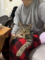 Lost Female Cat last seen Nall and 135th, Overland Park, KS 66209