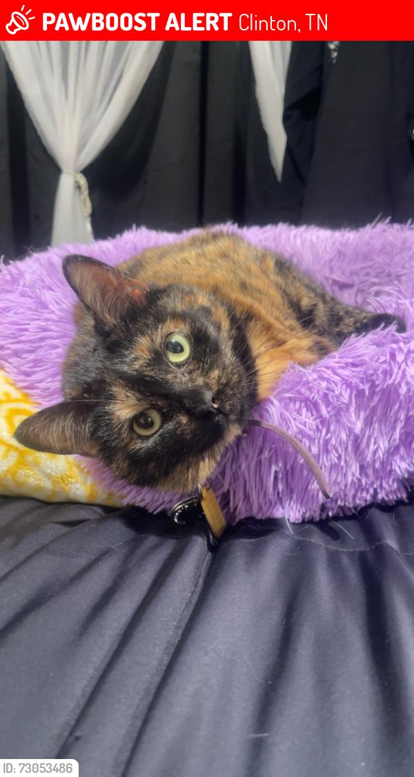 Lost Female Cat last seen Old lake city hwy , Clinton, TN 37716