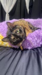 Lost Female Cat last seen Old lake city hwy , Clinton, TN 37716