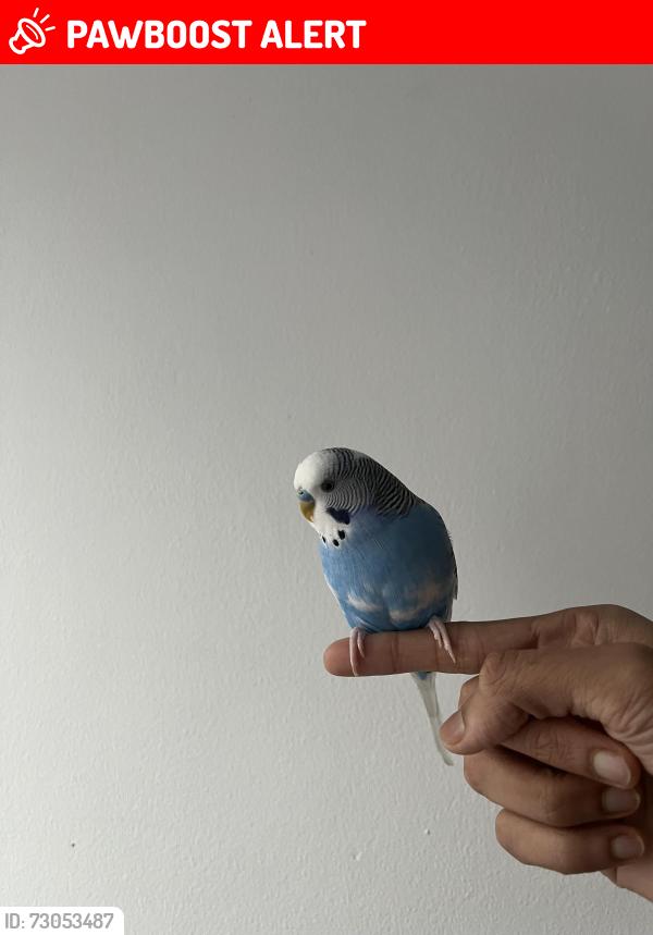 Lost Male Bird last seen Victoria coach station, Greater London, England SW1W 9QJ
