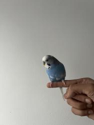 Lost Male Bird last seen Victoria coach station, Greater London, England SW1W 9QJ