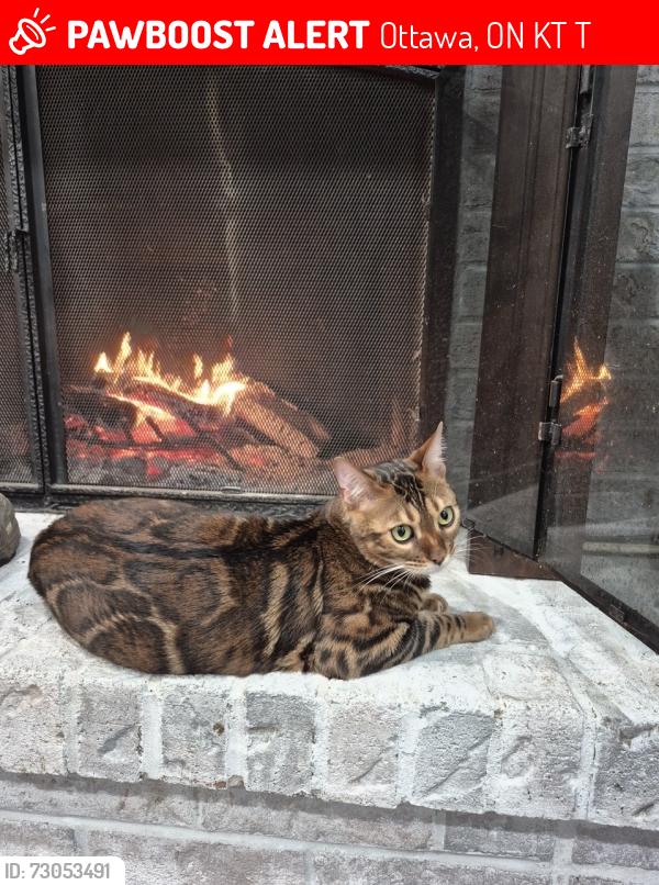 Lost Male Cat last seen Bunchberry Way and Willowmere, Ottawa, ON K1T 3T8