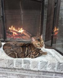 Lost Male Cat last seen Bunchberry Way and Willowmere, Ottawa, ON K1T 3T8