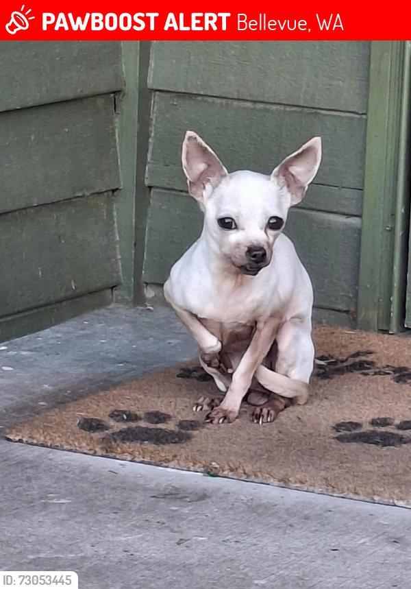 Lost Female Dog last seen Sammamish heights  neighborhood , Bellevue, WA 98008