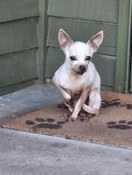 Lost Female Dog last seen Sammamish heights  neighborhood , Bellevue, WA 98008