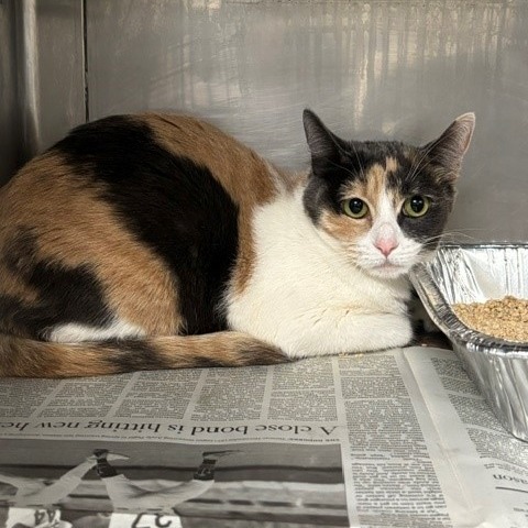 Shelter Stray Unknown Cat last seen , 12910 Yukon Ave, Hawthorne, CA 90250, USA