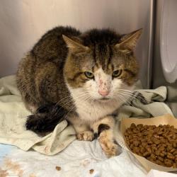 Shelter Stray Male Cat last seen , 6621 Westminster Ave, Garden Grove, CA 92844, USA