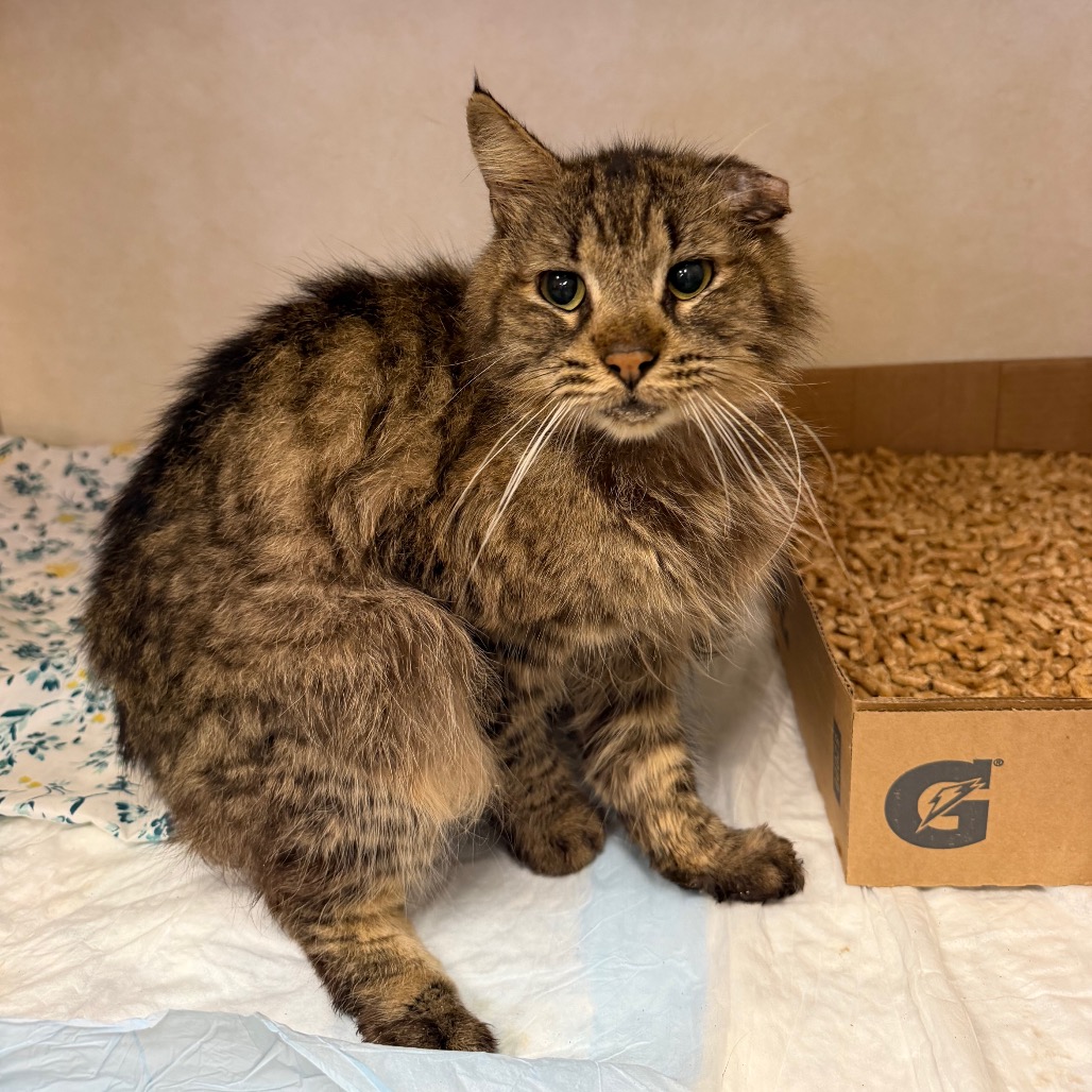 Shelter Stray Male Cat last seen , 6621 Westminster Ave, Garden Grove, CA 92844, USA