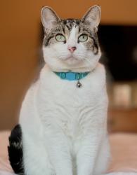 Lost Male Cat last seen 60th street NW and Bandel, Rochester, MN 55901