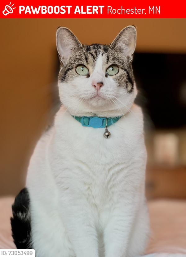 Lost Male Cat last seen 60th street NW and Bandel, Rochester, MN 55901