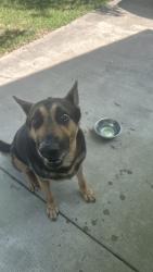 Found/Stray Male Dog last seen urbanview st and beverly hills dr, Sansom Park, TX 76135