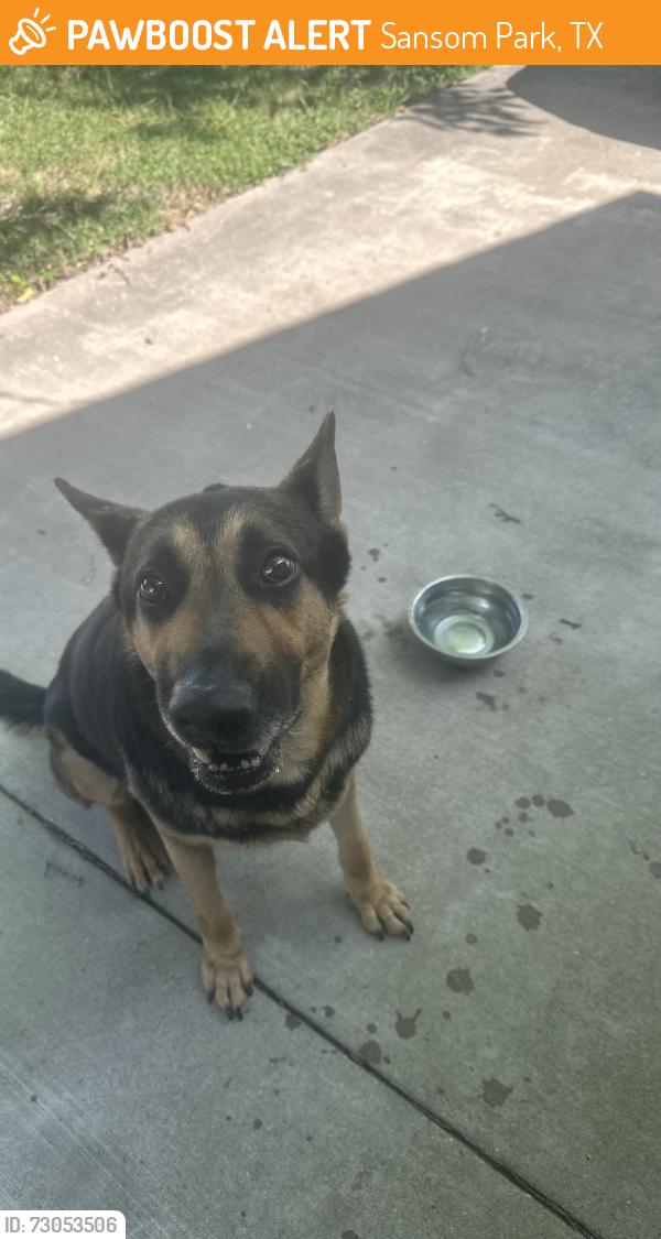 Found/Stray Male Dog last seen urbanview st and beverly hills dr, Sansom Park, TX 76135
