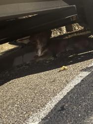 Found/Stray Unknown Dog last seen Near Louisiana blvd se, Albuquerque, NM 87108